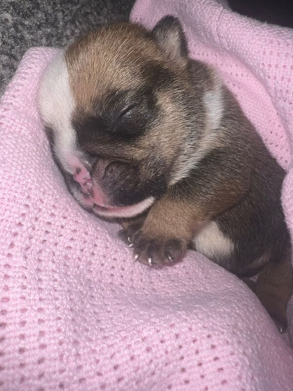 English Bulldog puppies for sale in Tonypandy, Mid Glamorgan – 2 weeks old