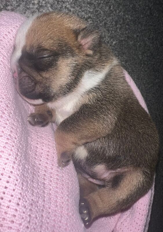 English Bulldog puppies for sale in Tonypandy, Mid Glamorgan – 2 weeks old - Image 2 of 3
