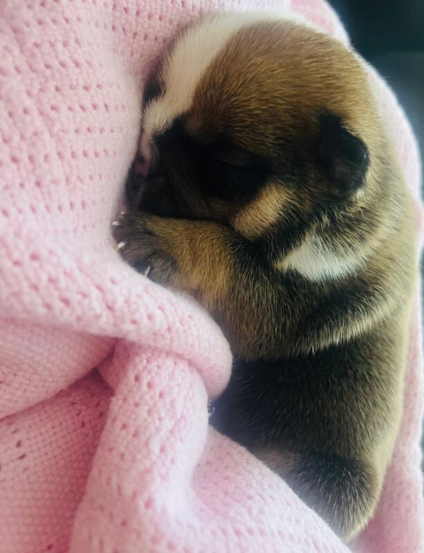 English Bulldog puppies for sale in Tonypandy, Mid Glamorgan – 2 weeks old - Image 3 of 3