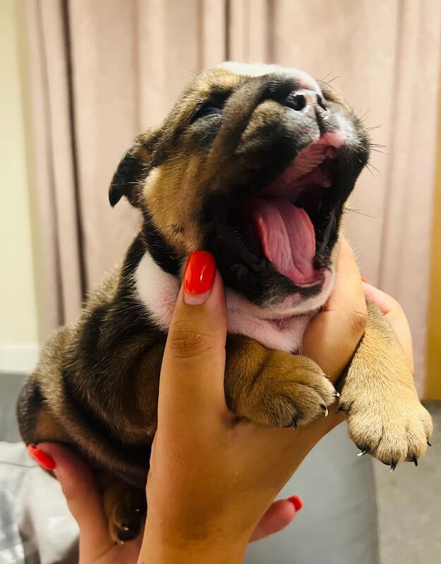 English Bulldog puppies for sale in Tonypandy, Mid Glamorgan – 8 weeks old - Image 2 of 3