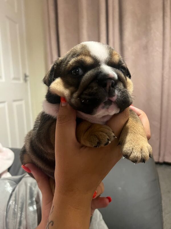 English Bulldog puppies for sale in Tonypandy, Mid Glamorgan – 8 weeks old - Image 3 of 3
