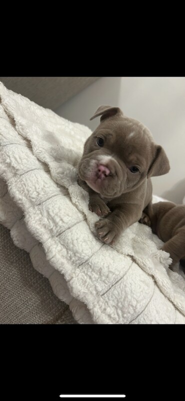 English Bulldog puppies for sale in Bettws, Gwent – 5 weeks old