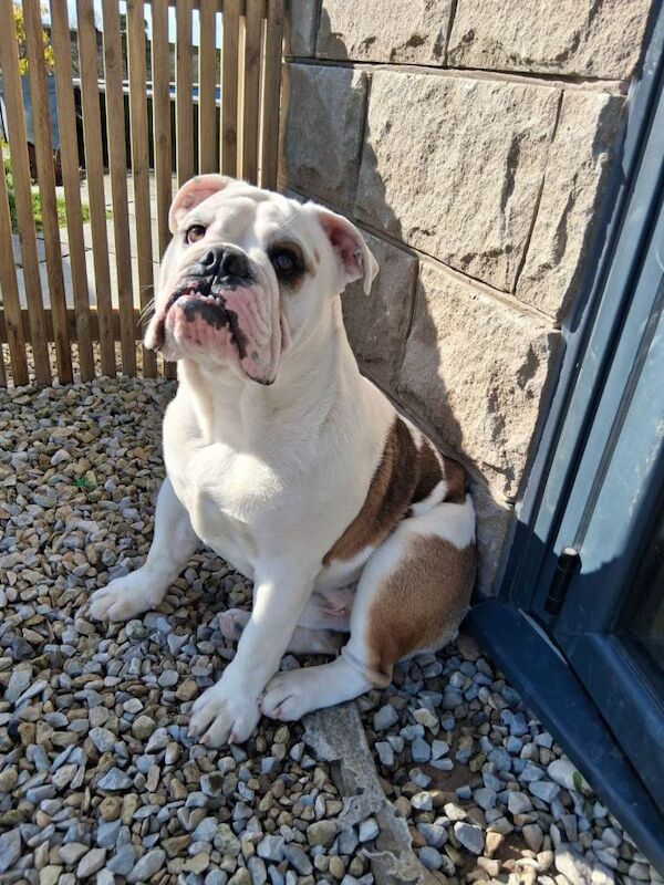 English bulldog puppy - Image 2 of 3