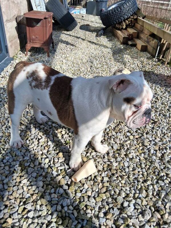 English bulldog puppy - Image 3 of 3