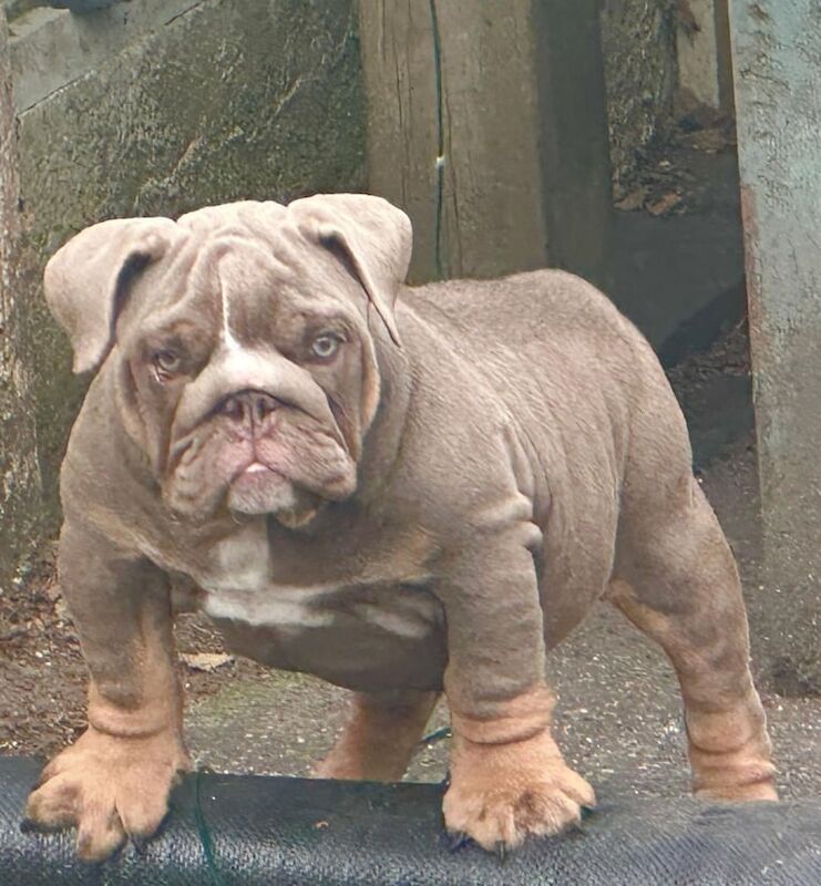 English Bulldog puppies for sale in Stretton, Staffordshire – 3 months old