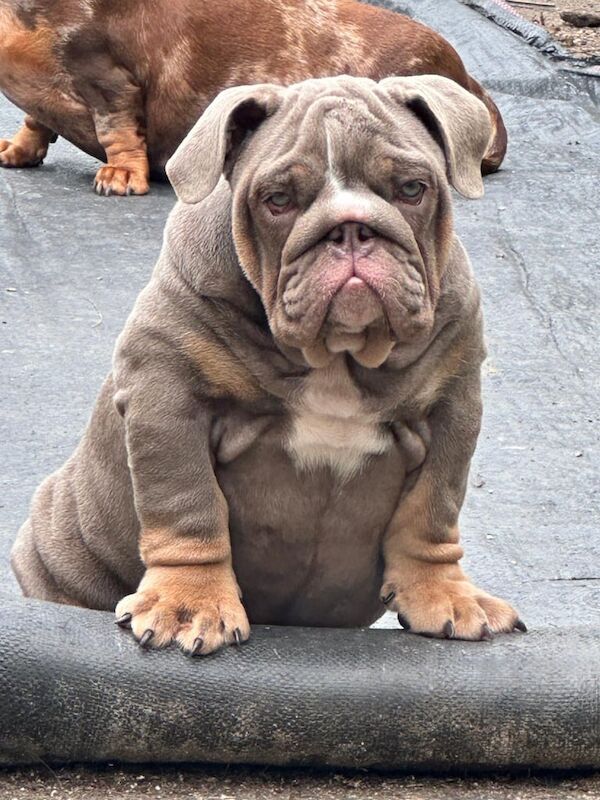 English Bulldog puppies for sale in Stretton, Staffordshire – 3 months old - Image 2 of 3