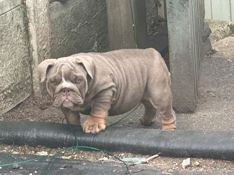 English Bulldog puppies for sale in Stretton, Staffordshire – 3 months old - Image 3 of 3