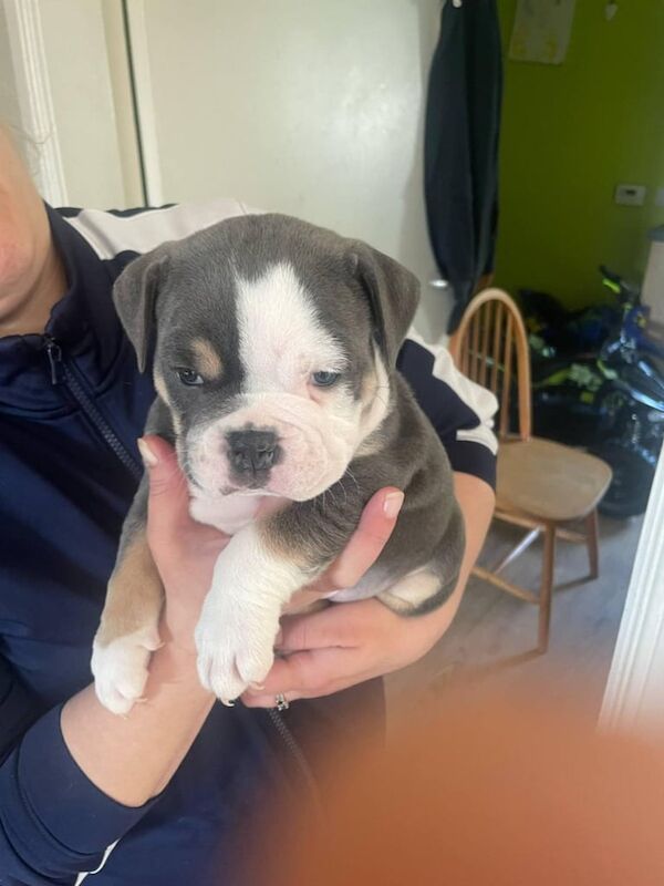 English bulldog pups for sale in Dunfermline, Fife