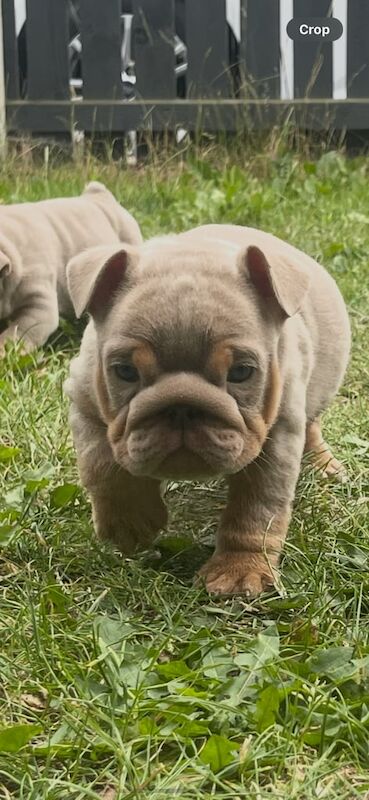 English bulldog pups for sale in Middlesbrough, North Yorkshire