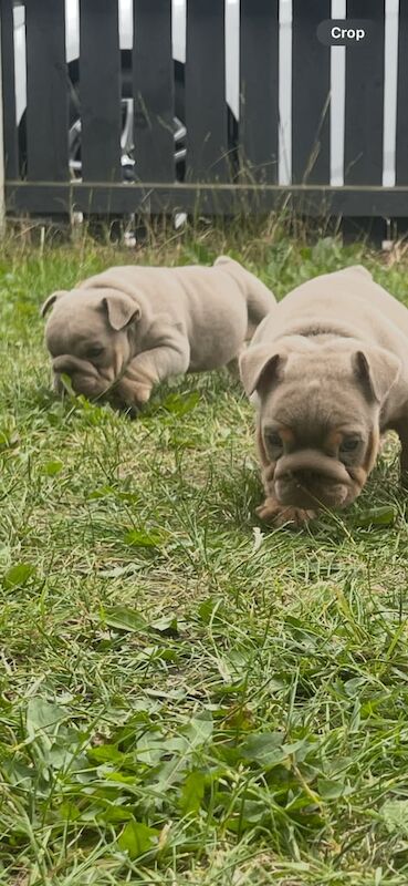 English bulldog pups for sale in Middlesbrough, North Yorkshire | Image 2