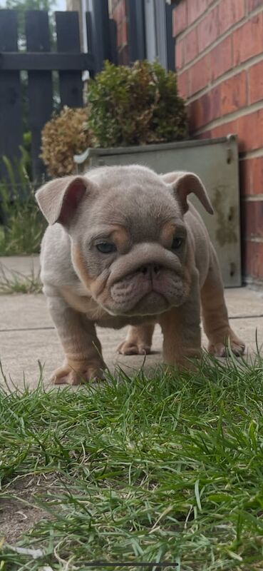 English bulldog pups for sale in Middlesbrough, North Yorkshire | Image 3