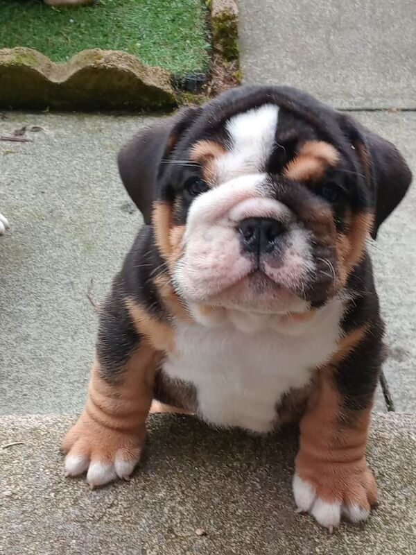 English bulldog pups