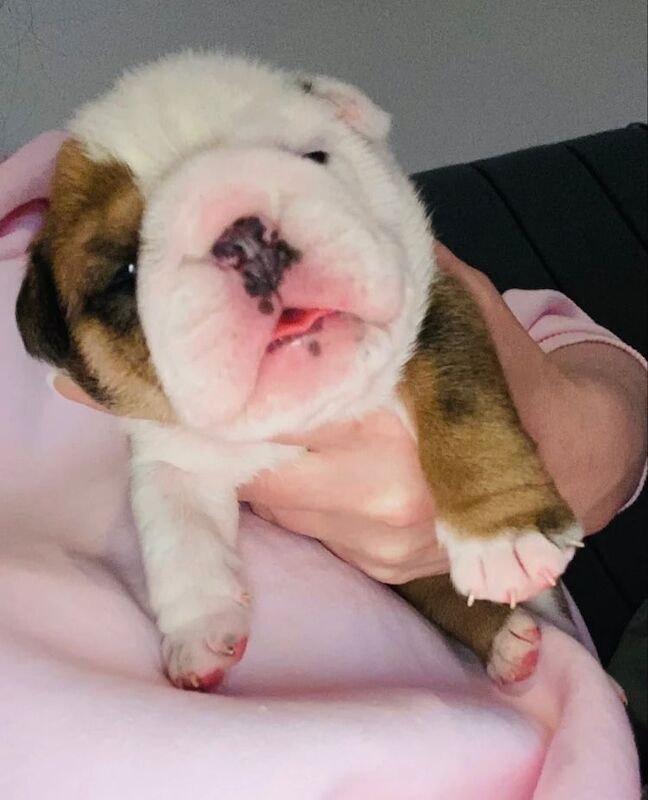 English Bulldog Pups Kennel Club Registered for sale in South Side, City of Edinburgh