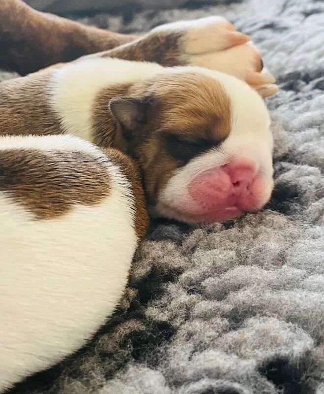 English Bulldog Pups Kennel Club Registered for sale in South Side, City of Edinburgh | Image 2