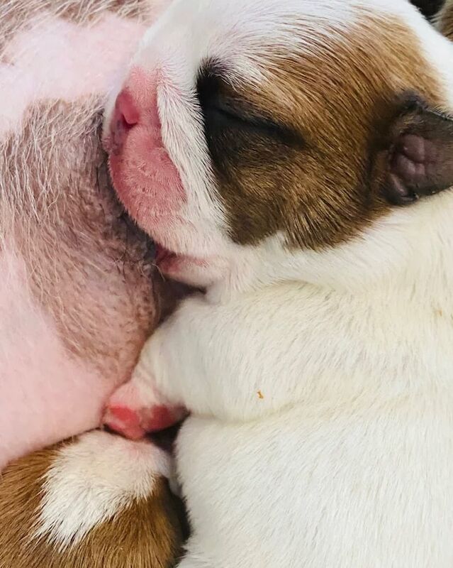 English Bulldog Pups Kennel Club Registered for sale in South Side, City of Edinburgh | Image 3