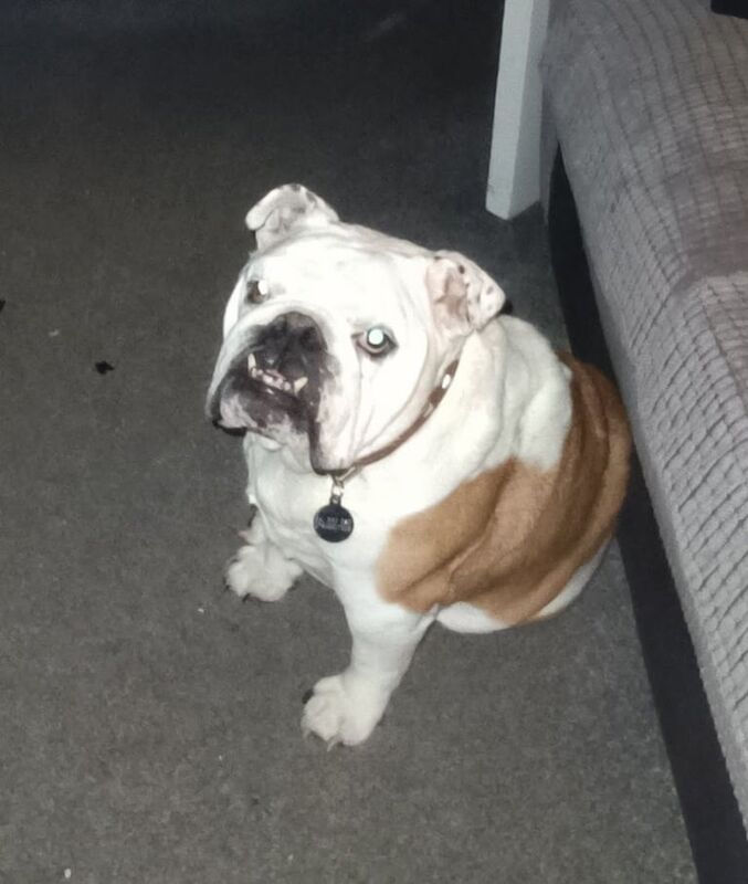 English Bulldog puppies for sale in Bromsgrove, Worcestershire – KC registered, 8 years old