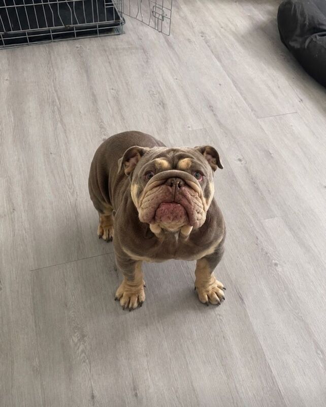 English Bulldog Tri Chocolate Female 15mths old