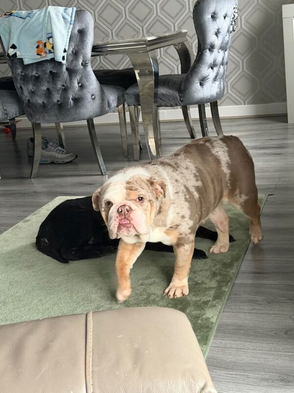 English Bulldog with distinctive merle coat