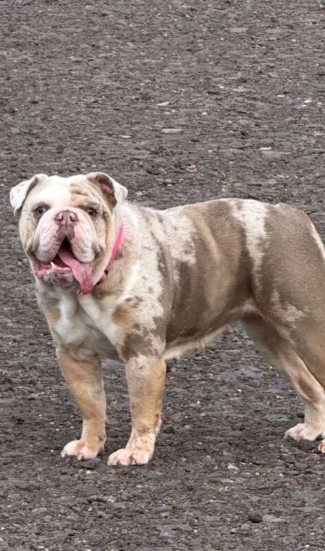 English Bulldog with distinctive merle coat - Image 2 of 2