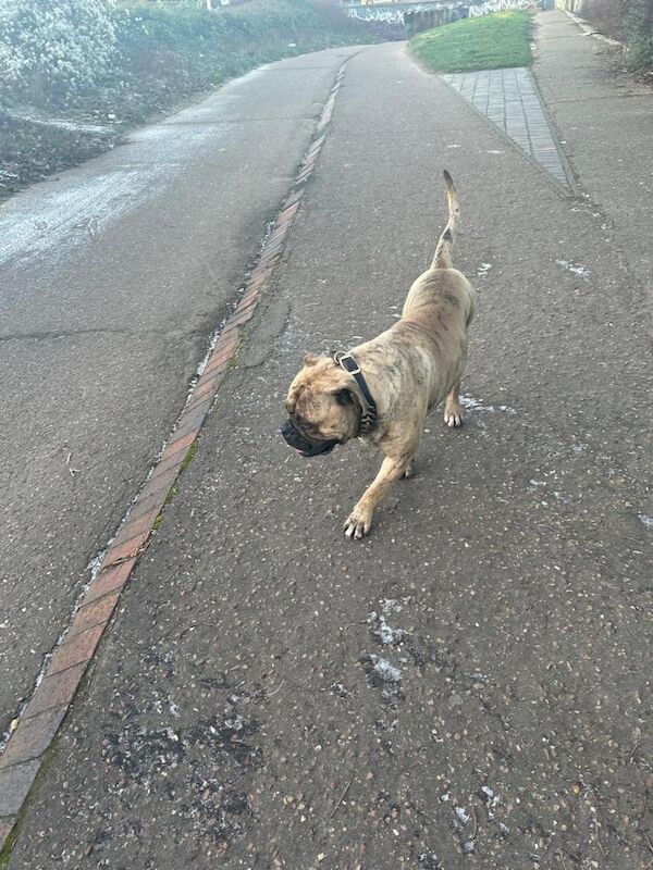 English Bulldog puppies for sale in Peterborough, Cambridgeshire – KC registered, 1 year old