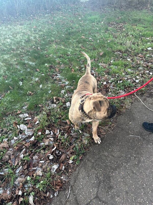 English Bulldog puppies for sale in Peterborough, Cambridgeshire – KC registered, 1 year old - Image 2 of 5