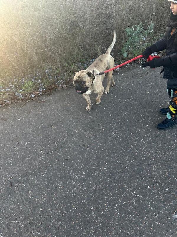 English Bulldog puppies for sale in Peterborough, Cambridgeshire – KC registered, 1 year old - Image 3 of 5