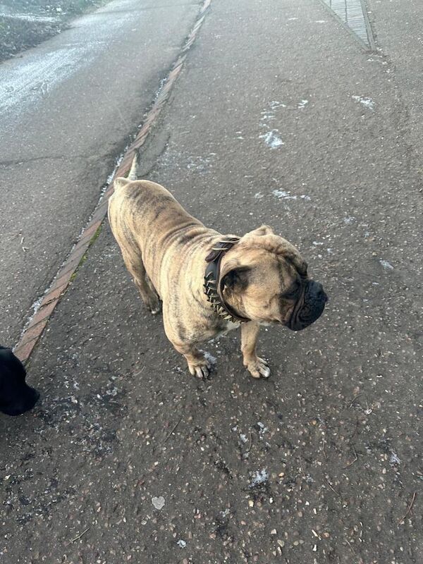 English Bulldog puppies for sale in Peterborough, Cambridgeshire – KC registered, 1 year old - Image 4 of 5