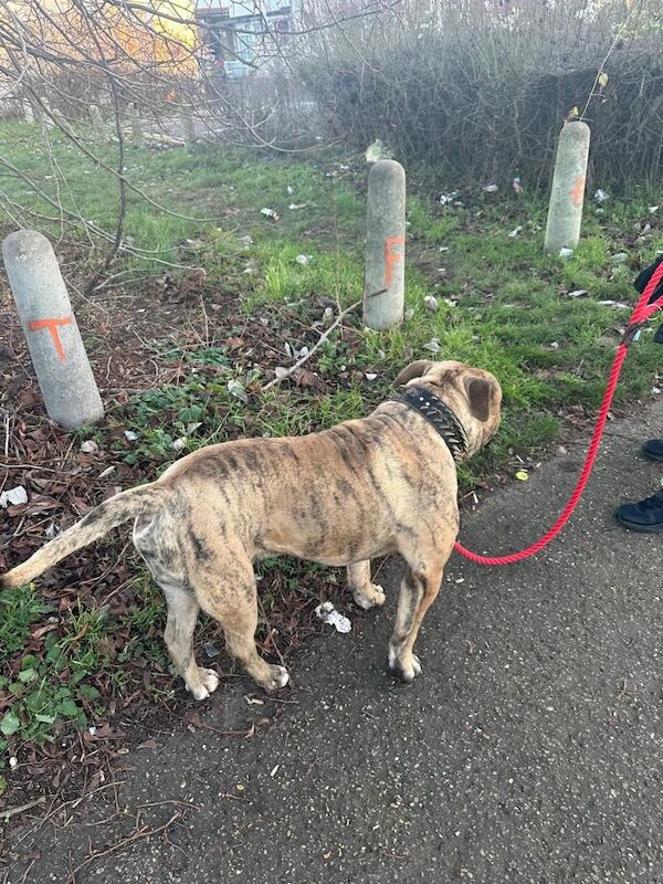 English Bulldog puppies for sale in Peterborough, Cambridgeshire – KC registered, 1 year old - Image 5 of 5