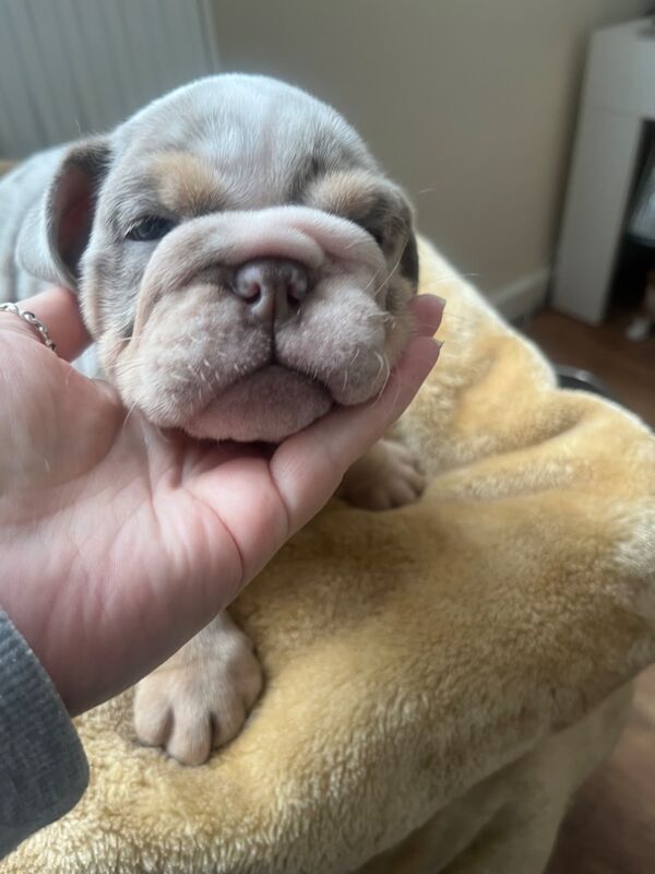 English Bulldog puppies for sale in Northwich, Cheshire – KC registered, 8 weeks old - Image 2 of 7
