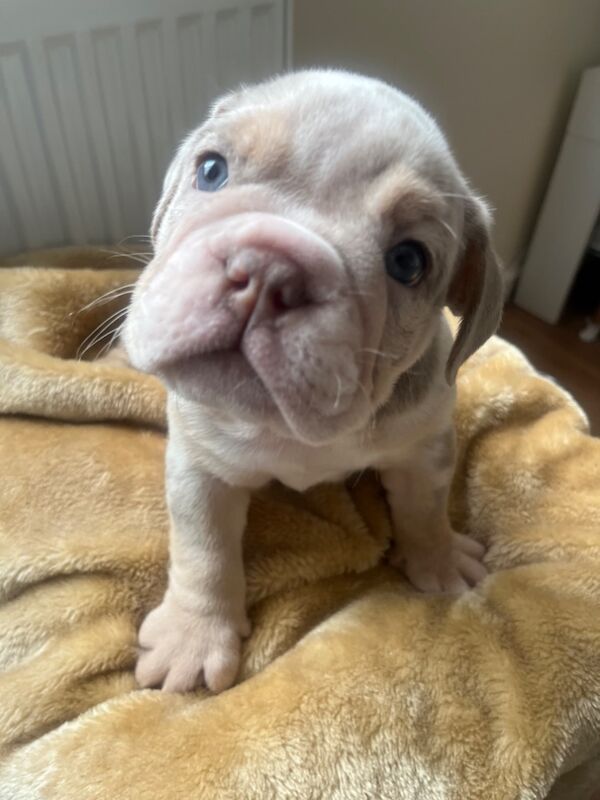 English Bulldog puppies for sale in Northwich, Cheshire – KC registered, 8 weeks old - Image 3 of 7