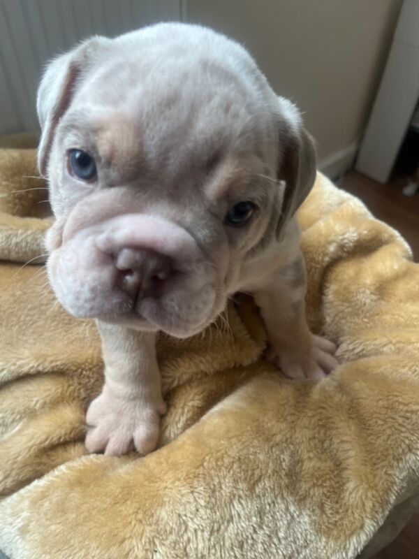 English Bulldog puppies for sale in Northwich, Cheshire – KC registered, 8 weeks old - Image 4 of 7