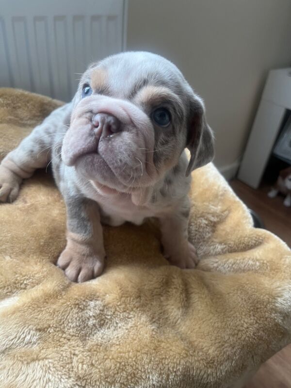 English Bulldog puppies for sale in Northwich, Cheshire – KC registered, 8 weeks old - Image 5 of 7