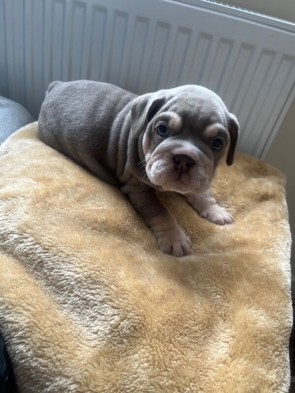 English Bulldog puppies for sale in Northwich, Cheshire – KC registered, 8 weeks old - Image 6 of 7