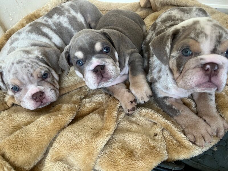 English Bulldog puppies for sale in Northwich, Cheshire – KC registered, 8 weeks old - Image 7 of 7