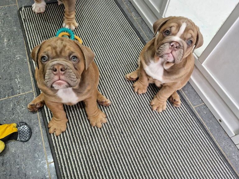English bulldogs for sale in Sauchie, Clackmannan