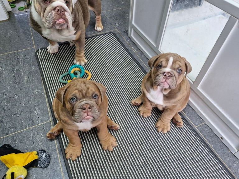 English bulldogs for sale in Sauchie, Clackmannan - Image 2