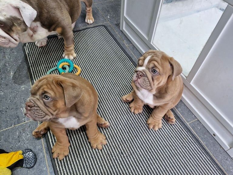 English bulldogs for sale in Sauchie, Clackmannan - Image 3