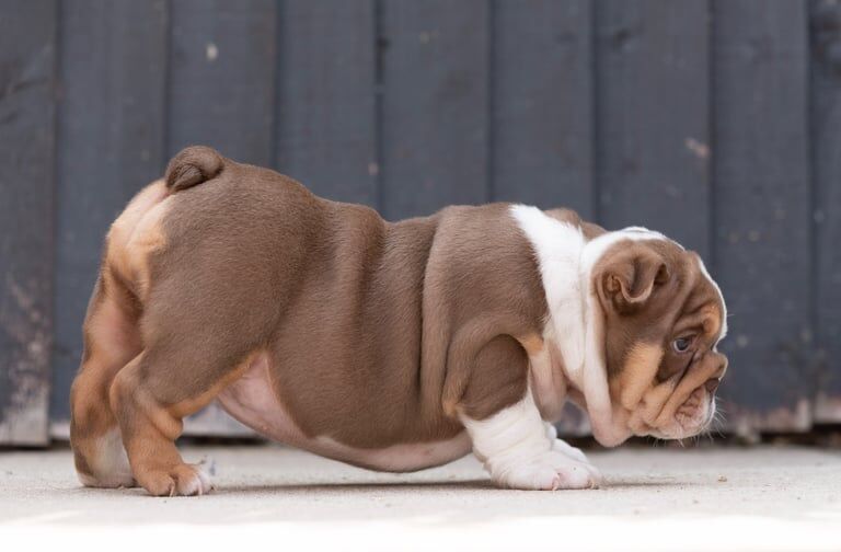 English Bulldog's for sale in Stanley, West Yorkshire