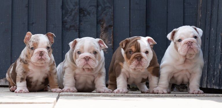English Bulldog's for sale in Stanley, West Yorkshire | Image 2