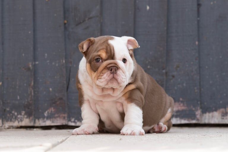English Bulldog's for sale in Stanley, West Yorkshire | Image 3