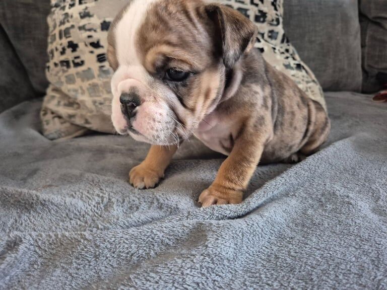 English Bulldog puppies for sale in Tile Cross, West Midlands – KC registered, 7 weeks old