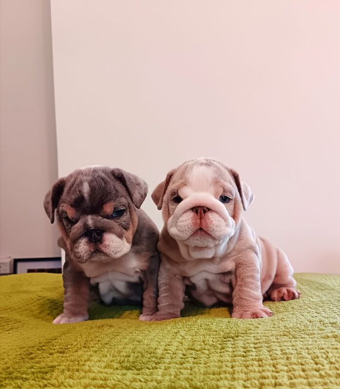 English Bulldog puppies for sale in Newtownstewart, County Tyrone – 9 weeks old
