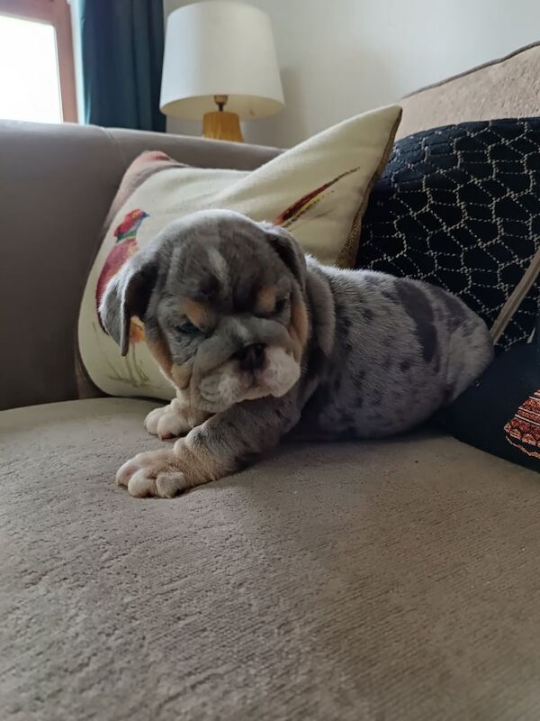 English Bulldog puppies for sale in Newtownstewart, County Tyrone – 9 weeks old - Image 2 of 3