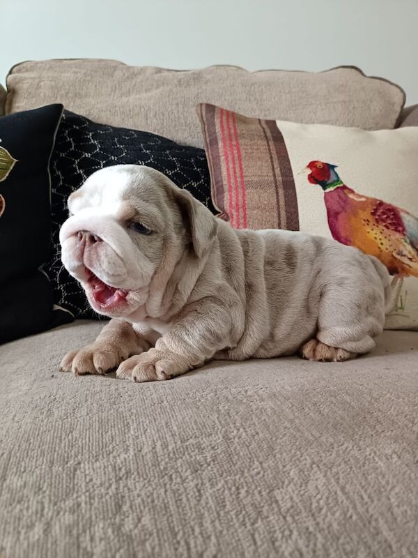 English Bulldog puppies for sale in Newtownstewart, County Tyrone – 9 weeks old - Image 3 of 3