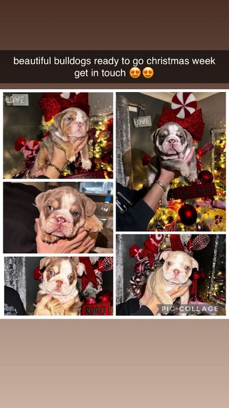 English Bulldog puppies for sale in Newcastle upon Tyne, Tyne and Wear – 7 weeks old
