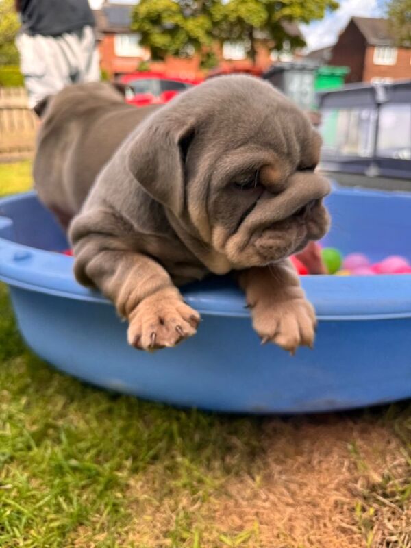 English bulldogs