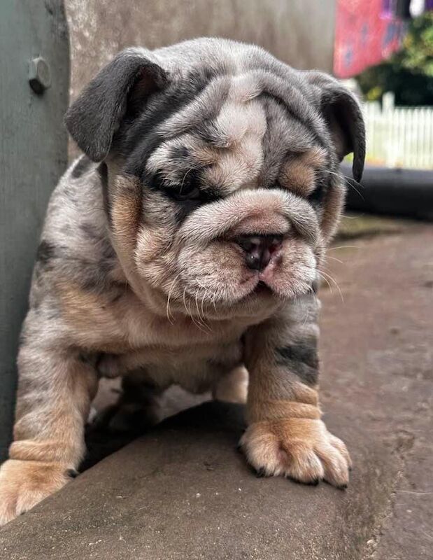 Kennel Club Registered Bulldog Puppies For Sale Bulldog Owners