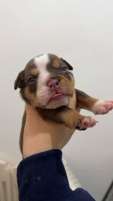 English Bulldog puppies for sale in Halifax, West Yorkshire – KC registered, 4 weeks old