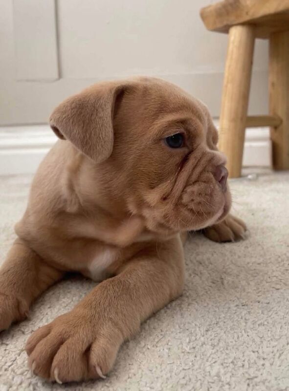 English bulldogs puppy’s