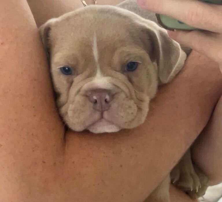 English bulldogs puppy’s - Image 2 of 6